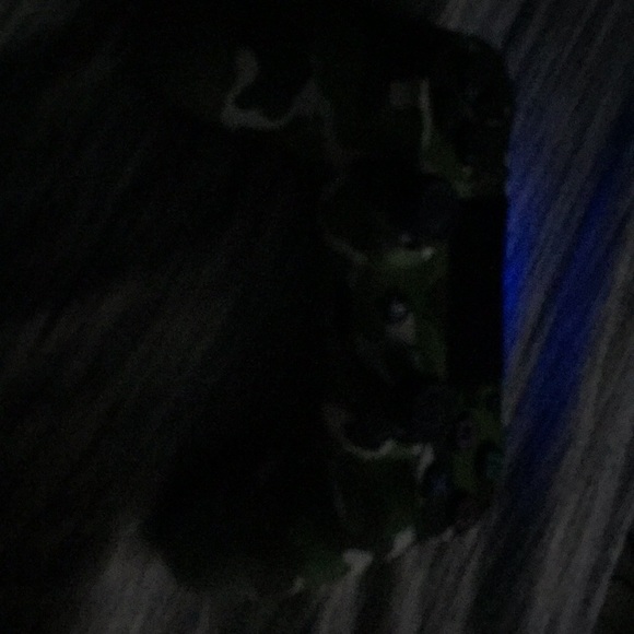 Meet your Posher, Frankie - Picture 1 of 1